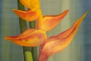 Macaw Flower